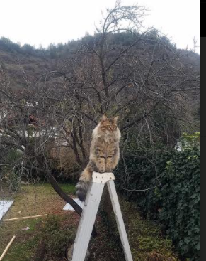 九游娱乐APP-各大联赛：“榜单”不断变幻，谁是本赛季最大黑马？  第3张