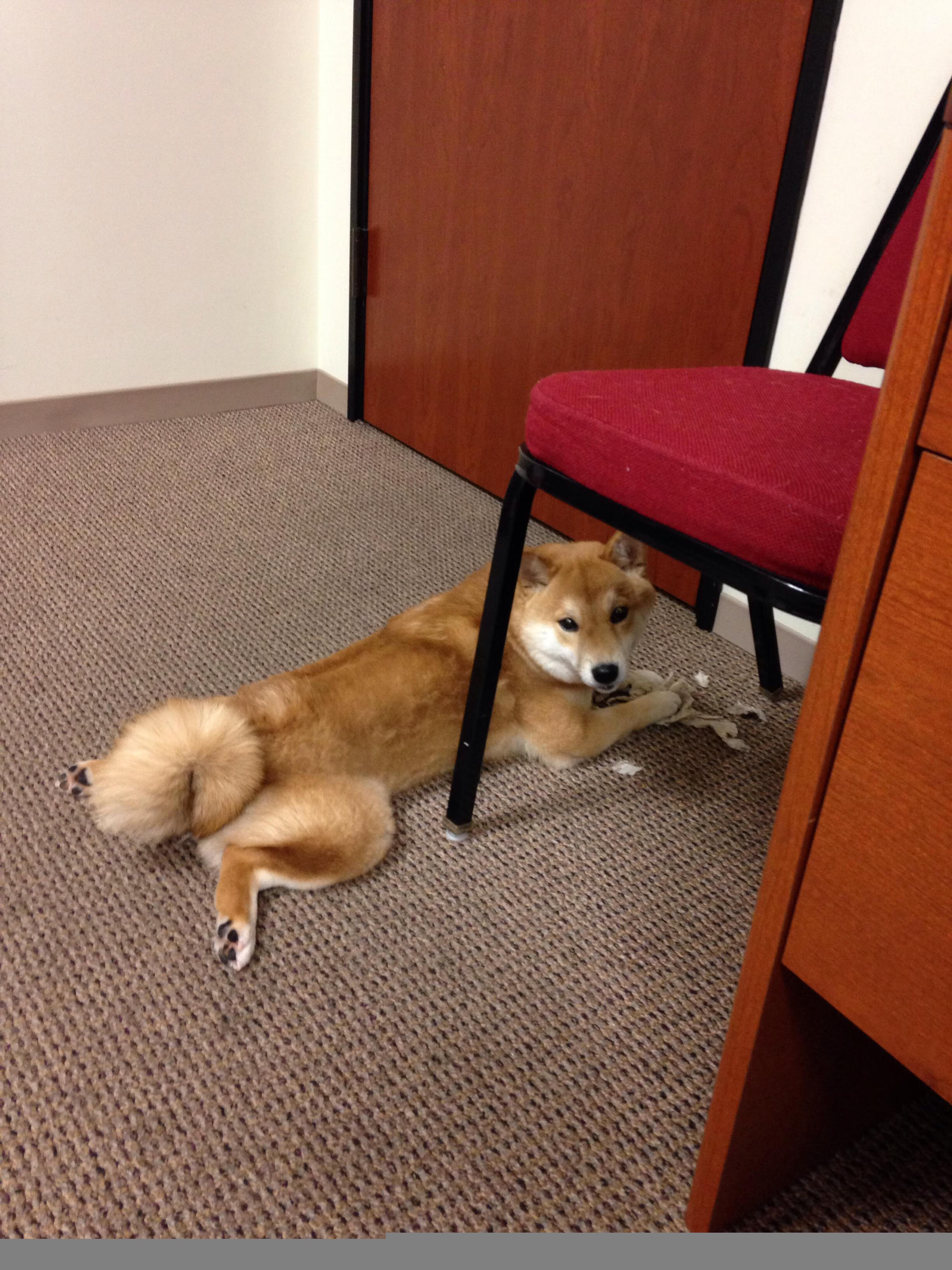 九游网页版入口-法甲风云：巴黎圣日耳曼新援表现出色引关注，巴黎圣日耳曼引进球员