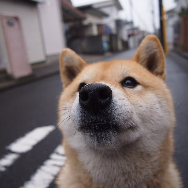 九游电脑版-女排联赛迎来全新赛季 外援加盟成焦点，2020一2021女排超级联赛各队引援表