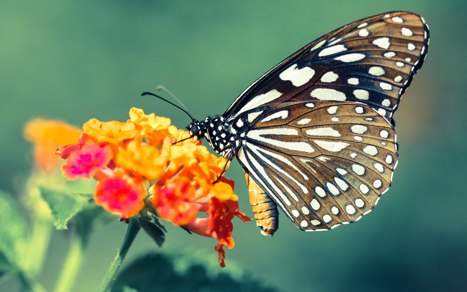 九游娱乐(jiuyou)官方网站-俱乐部联合媒体举办球迷开放日增强社区联动感情基础，如何开展俱乐部活动