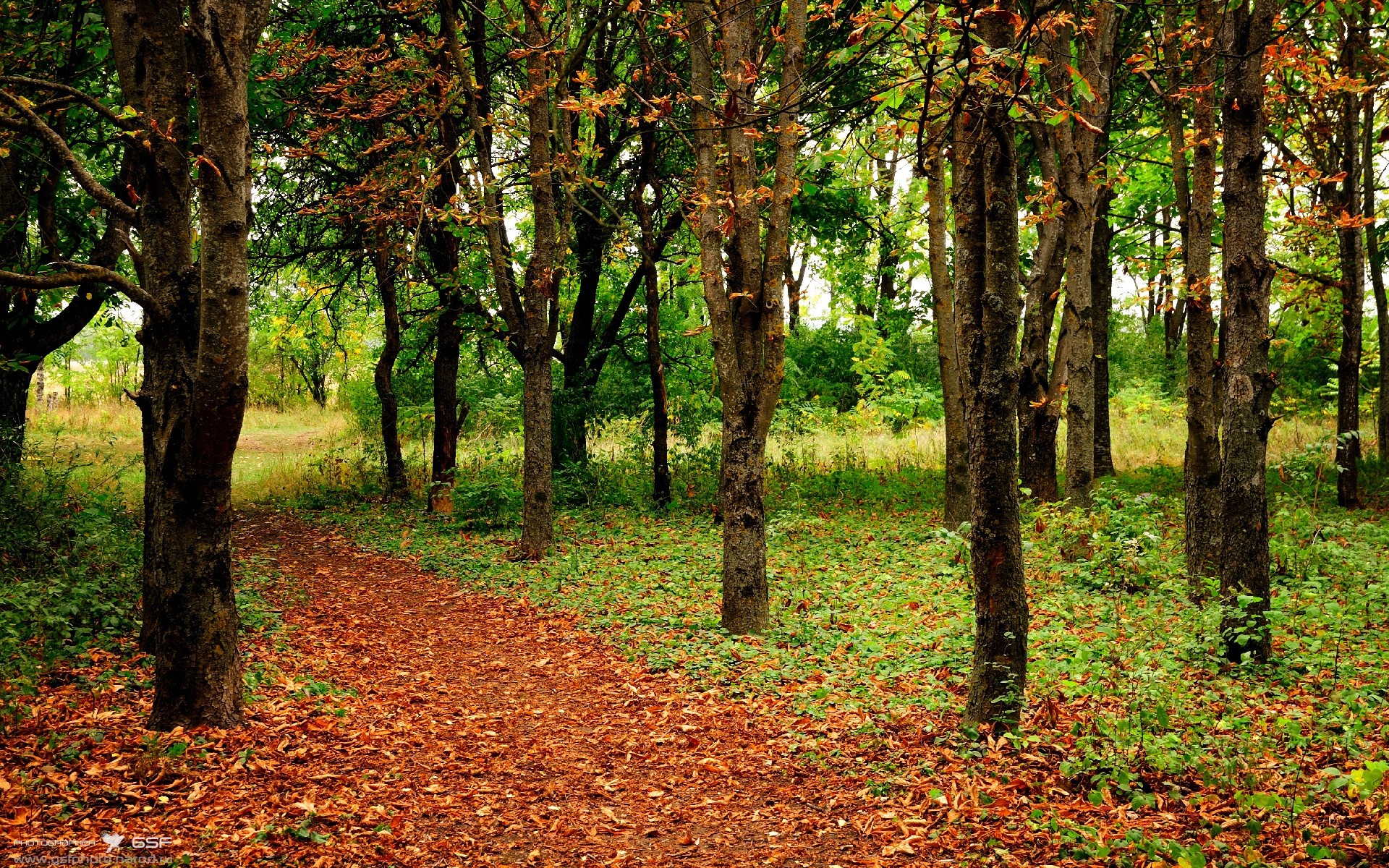 九游网页版入口-唐纳德·高尔：袋鼠队新晋领袖，攻防全面，唐纳德高德纳