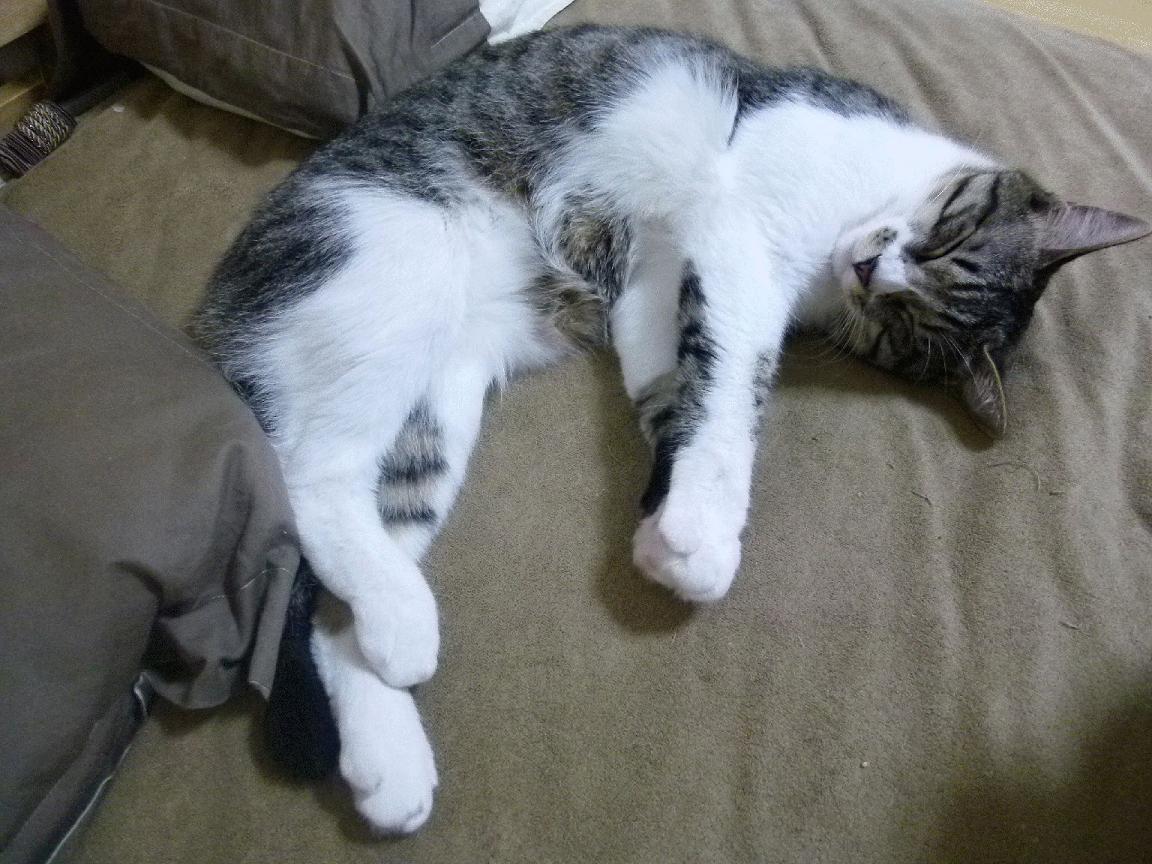 九游jiuyou-国际足球界推动裁判全程直播问询，确保判罚透明，2021足球国际级裁判