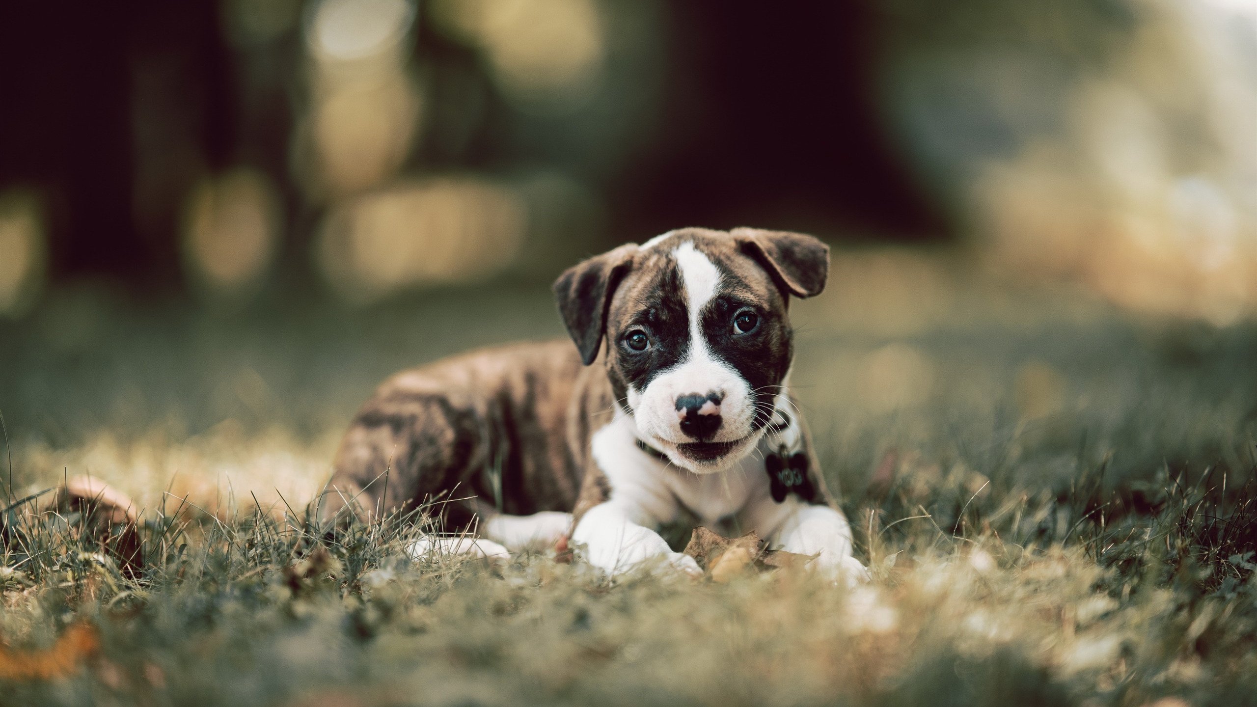 九游登录入口-尤文图斯引援成功，中场战斗力显著提升