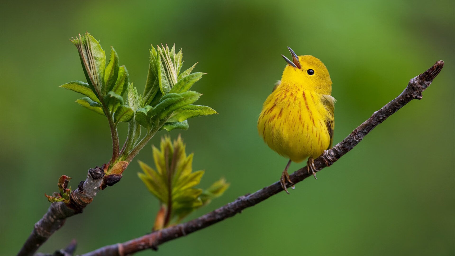 九游登录中心-希腊女篮在欧洲锦标赛中再夺金牌，传统劲旅继续发光发热，希腊女篮u20直播