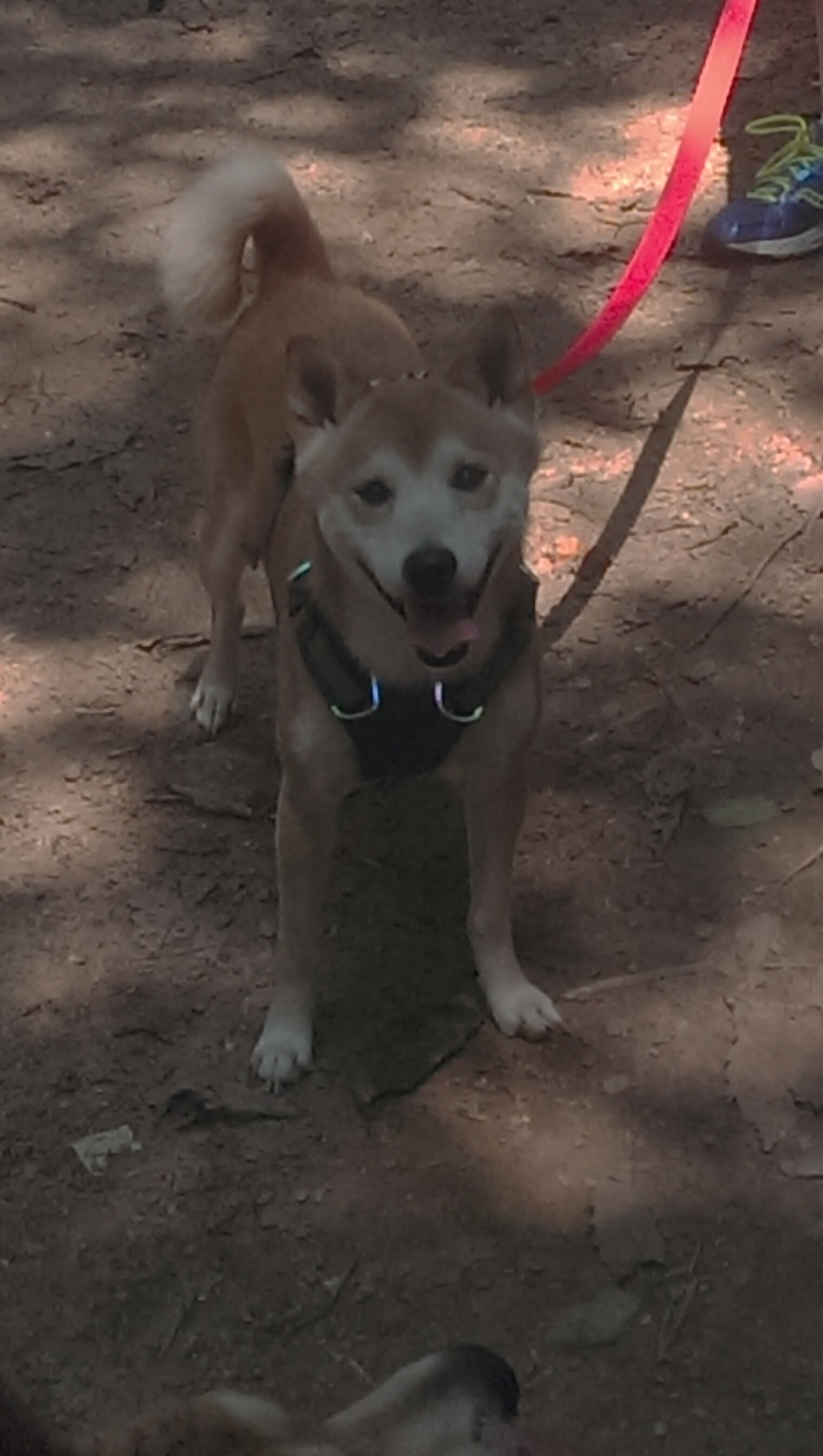 九游娱乐官网 (jiuyou)-梅西助攻频频，阿根廷稳步迈向世界杯