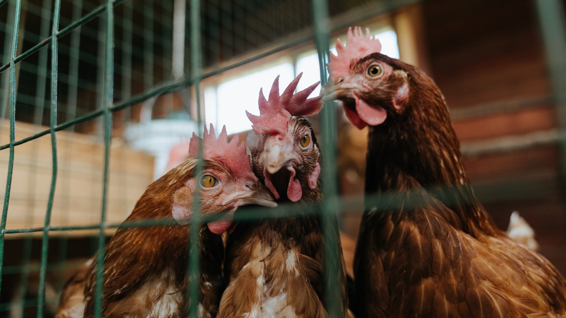 九游jiuyou-浓眉保护篮板端贡献巨大湖人再次赢球，湖人浓眉伤势