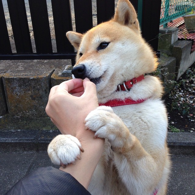 九游app官网下载-澳大利亚组合鲁索与基尼决赛表现稳健，澳大利亚组合鲁索与基尼决赛表现稳健的比赛