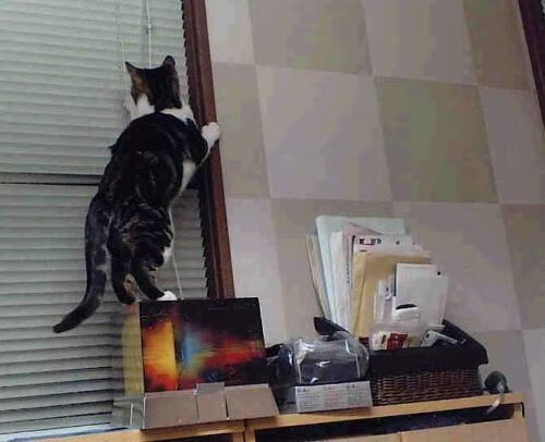 -荷兰队迎来新主帅,战术全面革新