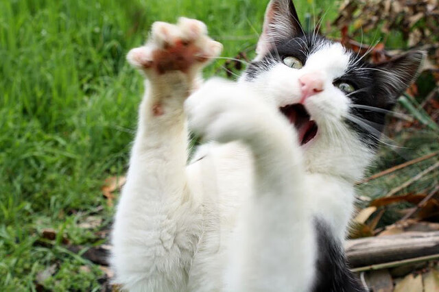 九游(jiuyou.com)游戏-Rina Kobayashi 攻防兼备展现全能,kobayakawa embedy