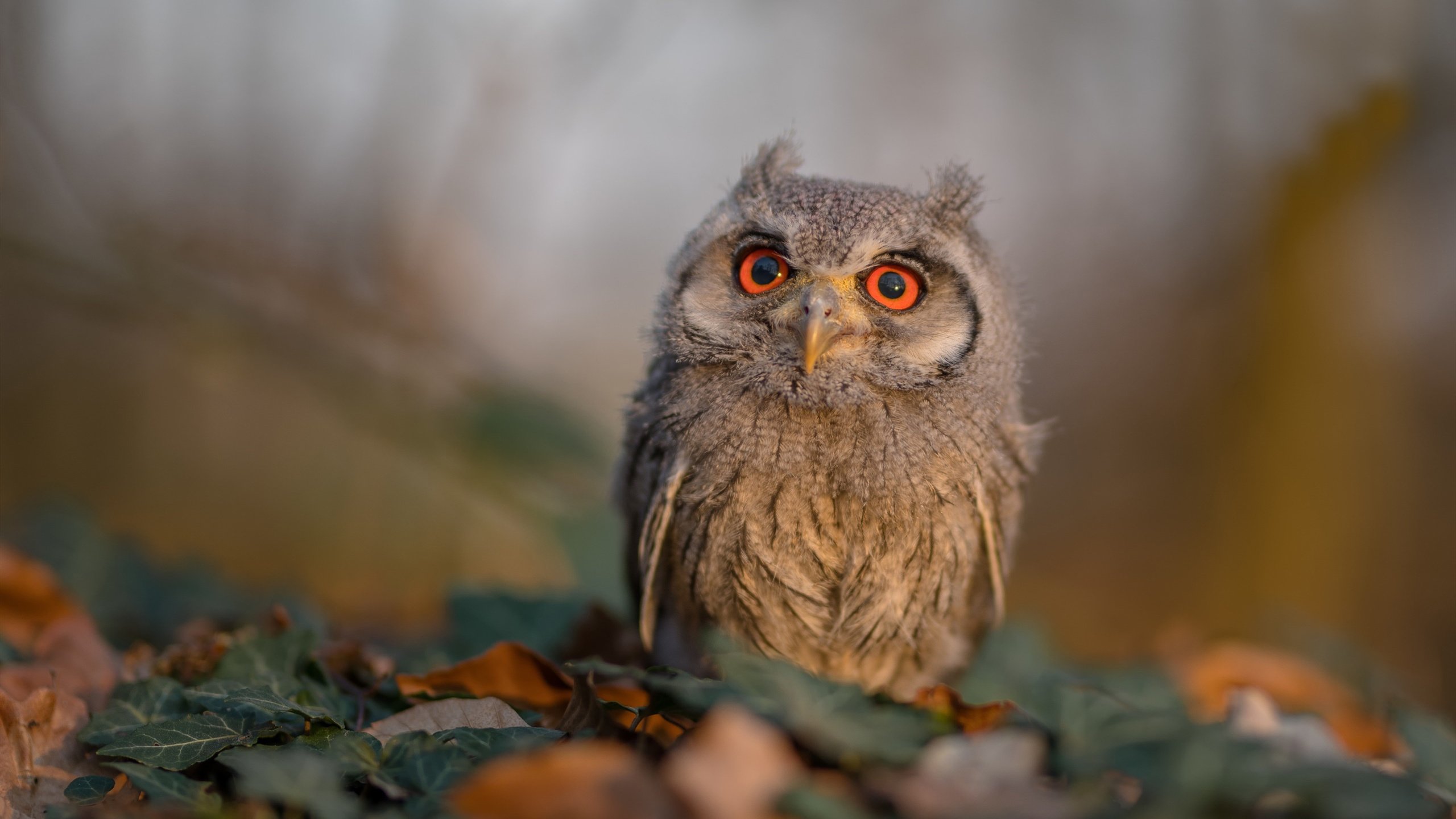 九游官网主页-中国足球教练战术板块视频分析与球员反馈机制，中国足球教练员培训管理系统